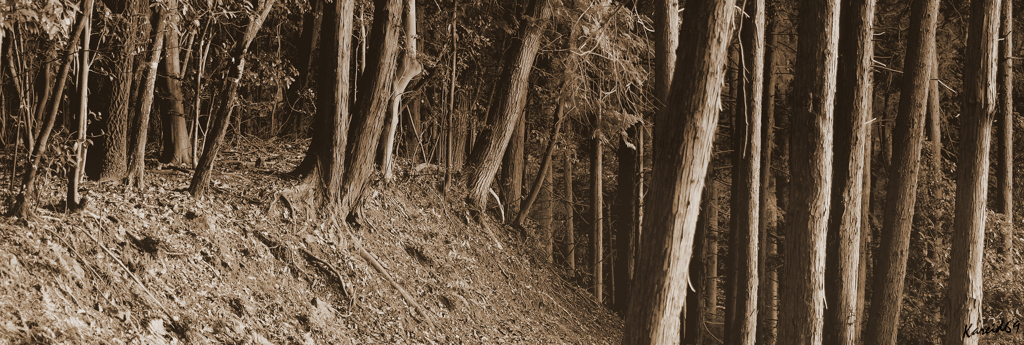 woods