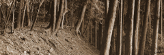 woods