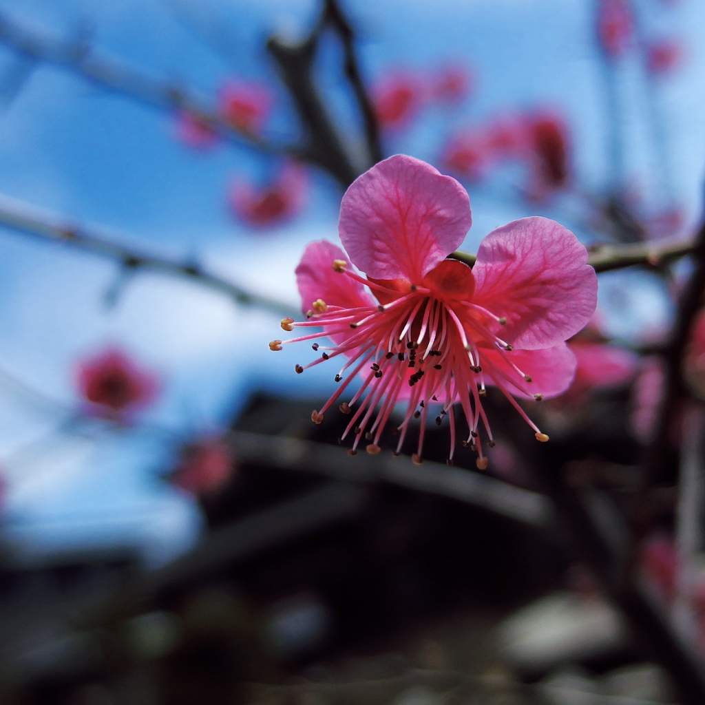 花をどう撮る？ⅱ