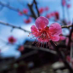 花をどう撮る？ⅱ