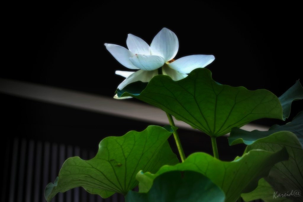 脆い花弁