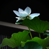 脆い花弁