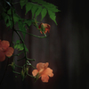 凌霄花