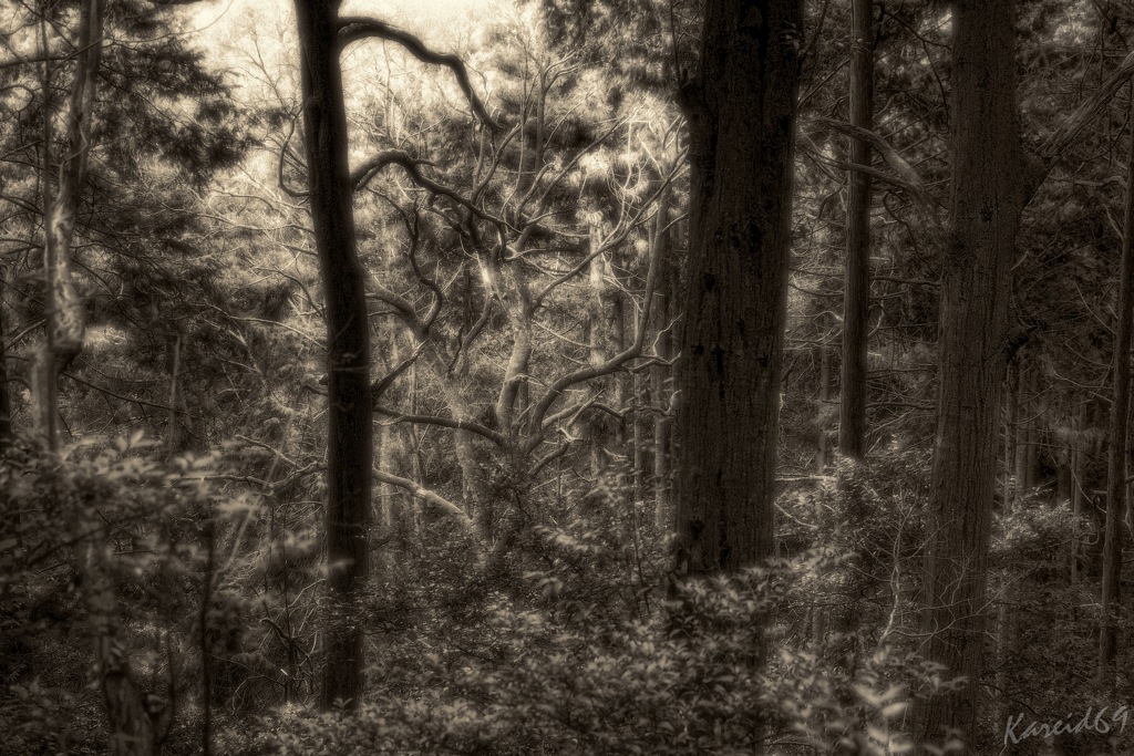 woods