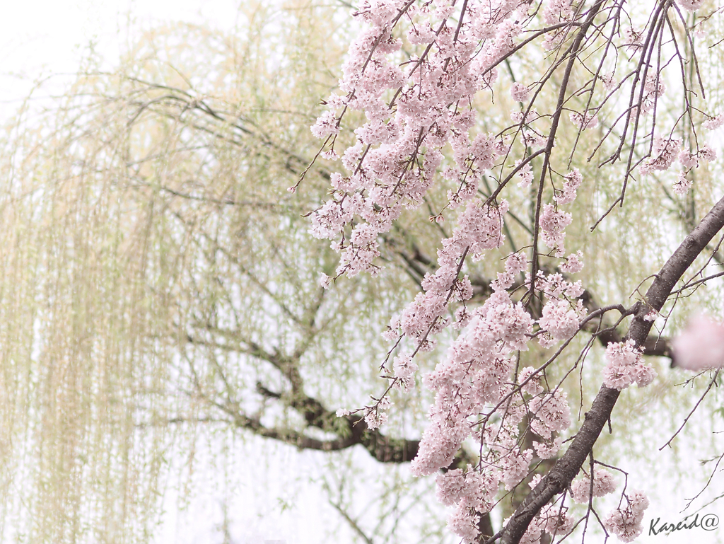 桜