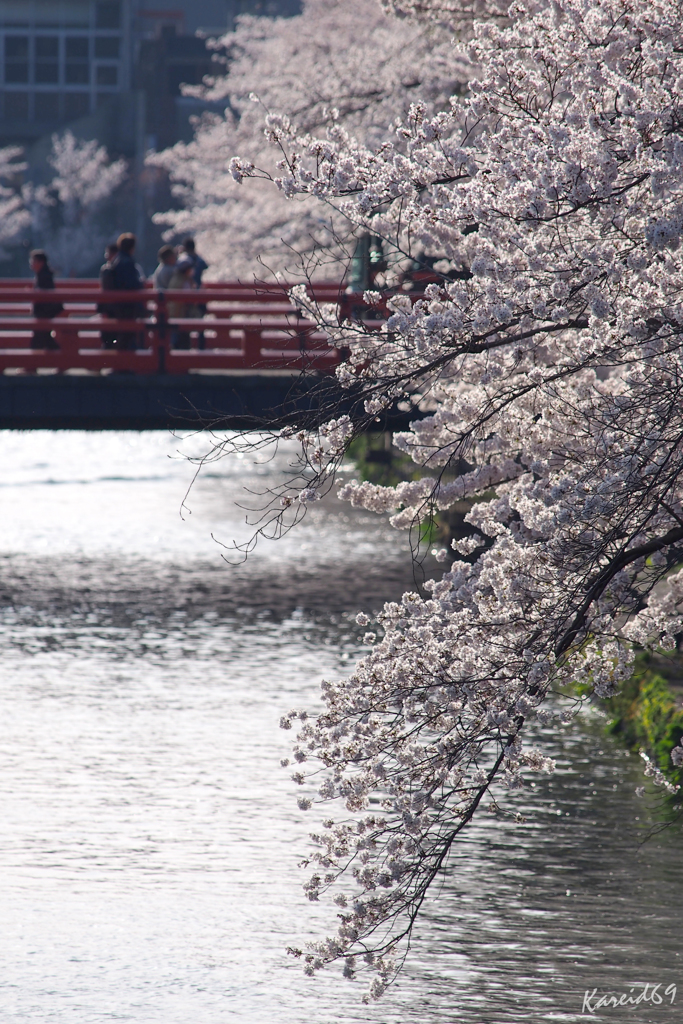 桜花明滅