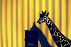 yellow magic