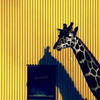 yellow magic