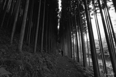 真っ直ぐ指し示した道