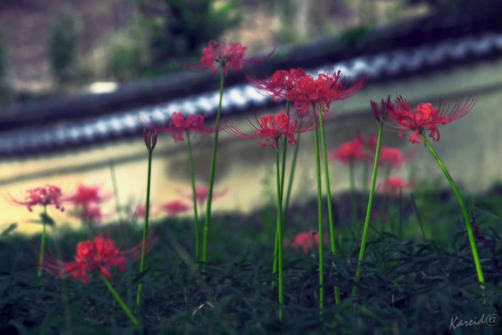 〔梵 mañjūsaka〕