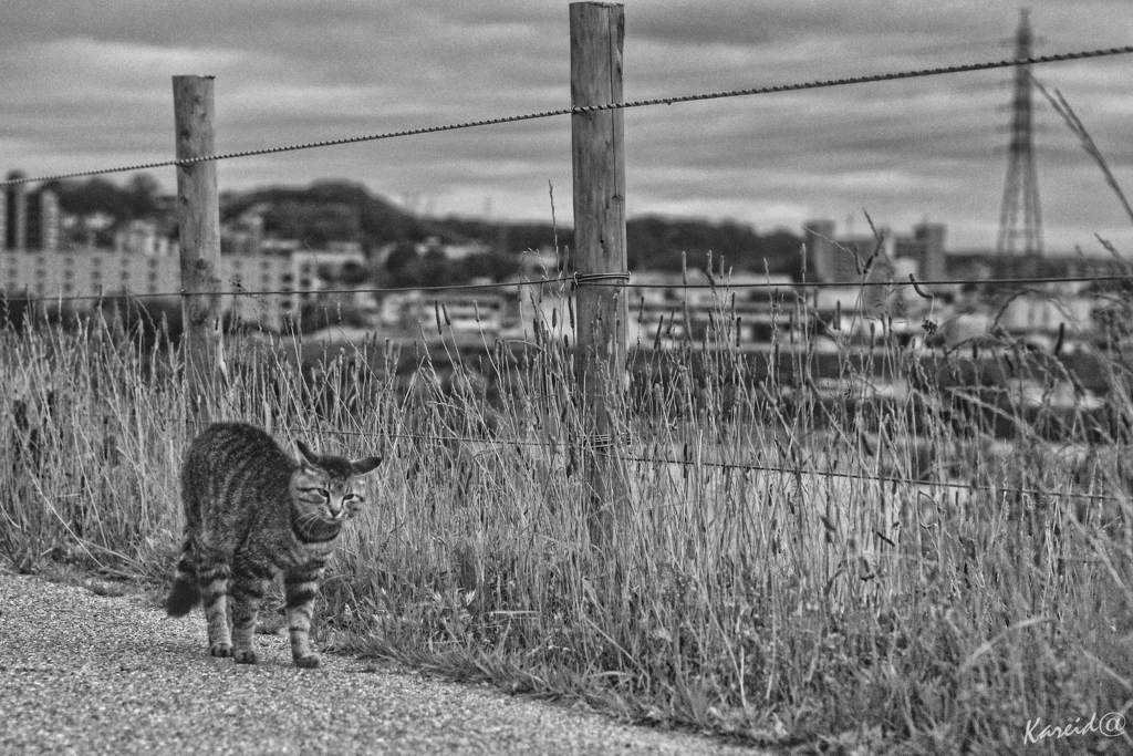 野良猫の夏