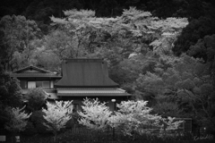 散る春の宵