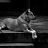 A Dogs Secret