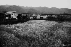森に降る雨
