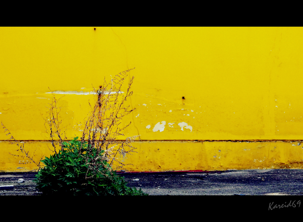 yellow magic 