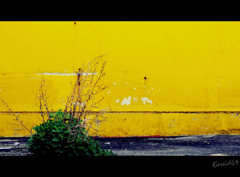 yellow magic 