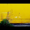 yellow magic 