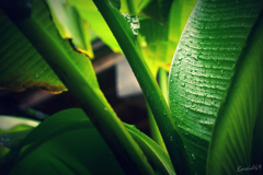 忌み雨に濡れて