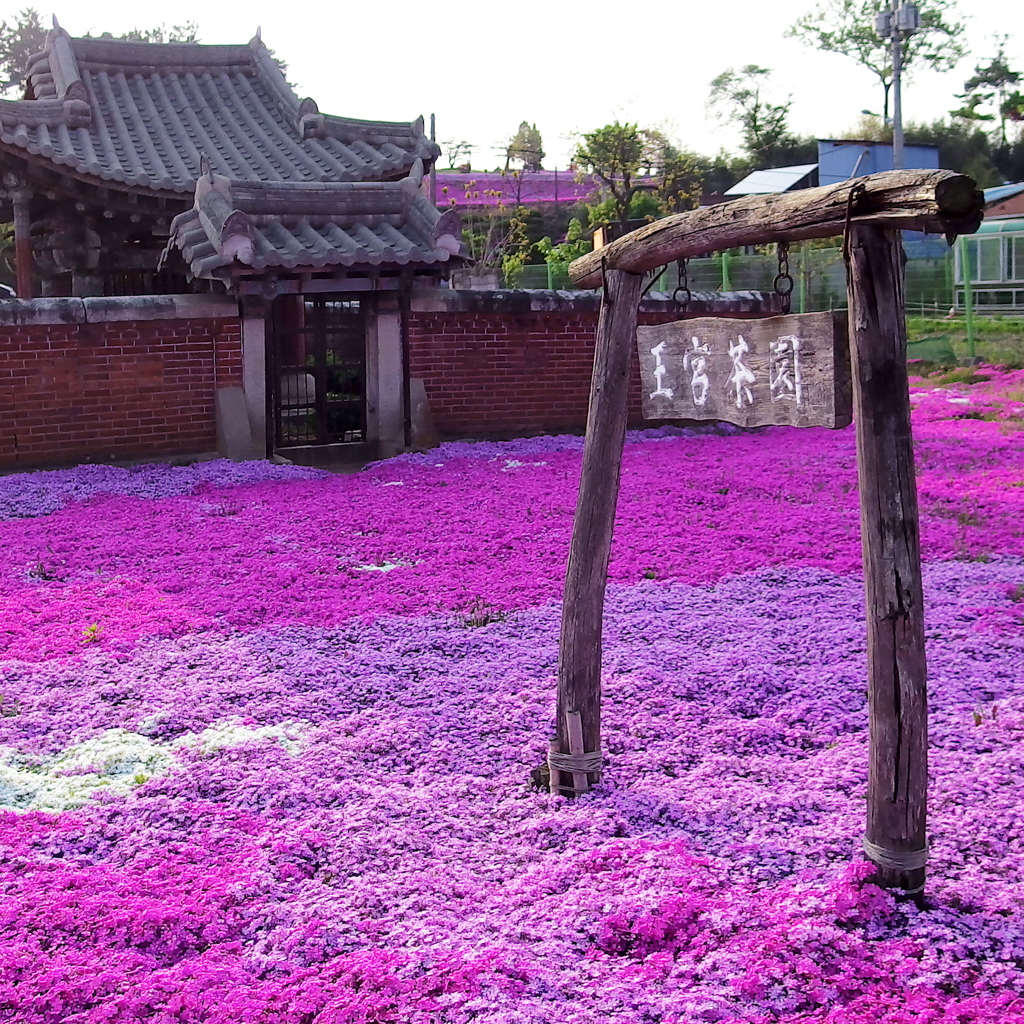 芝桜