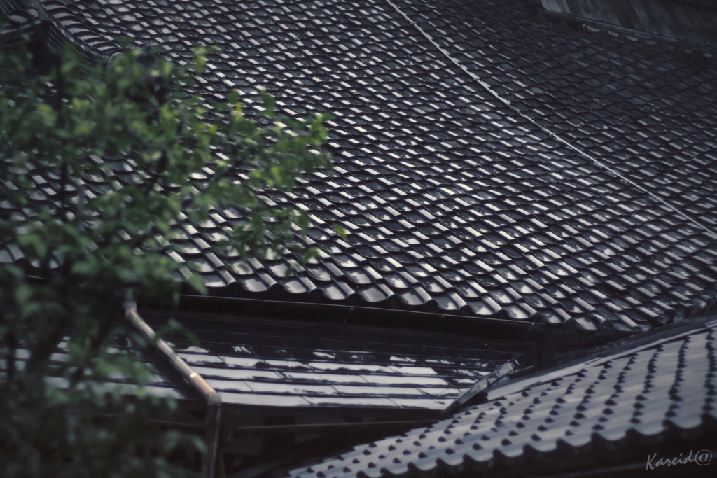 甍を冷やす雨