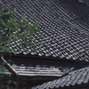 甍を冷やす雨