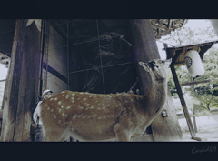Deer 仁王像