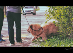 飼い犬の時間