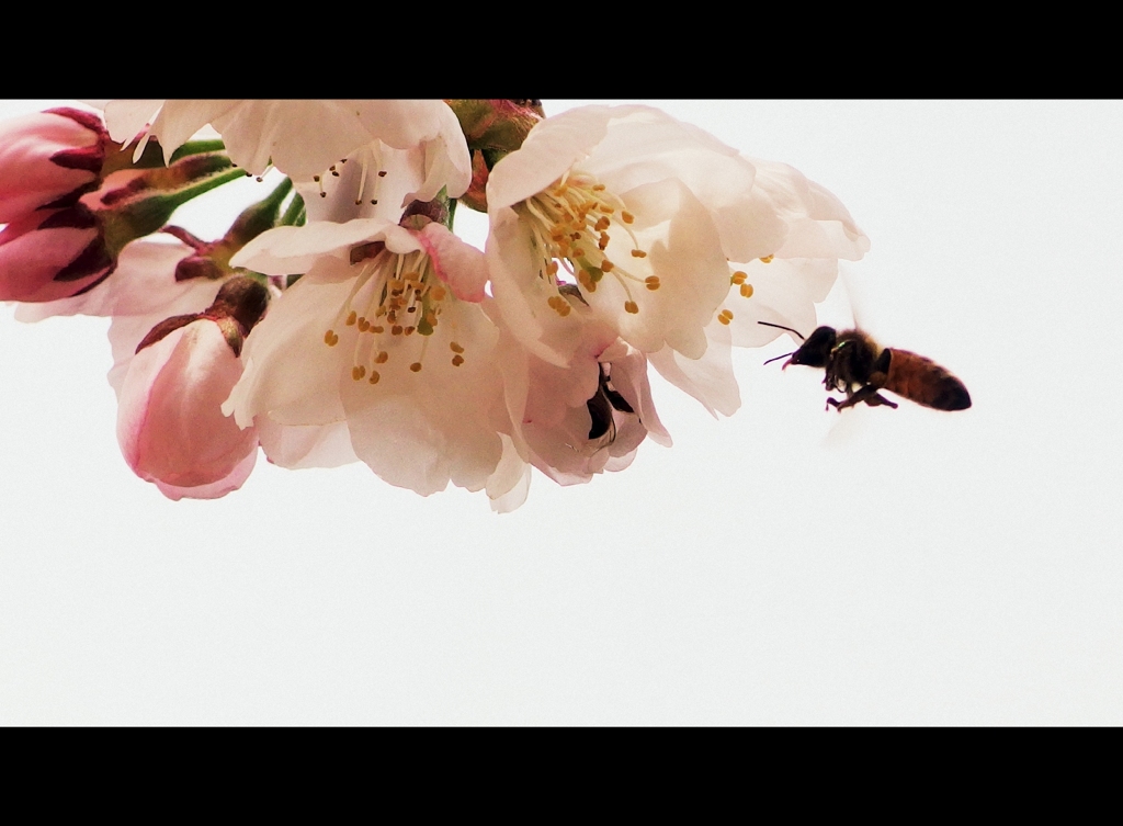 蜜集め
