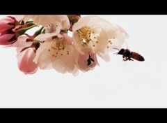 蜜集め
