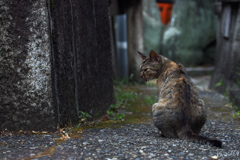 京の魔界 (=ΦｴΦ=)