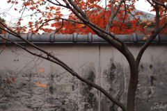 乃木神社にて