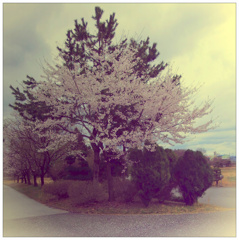 桜