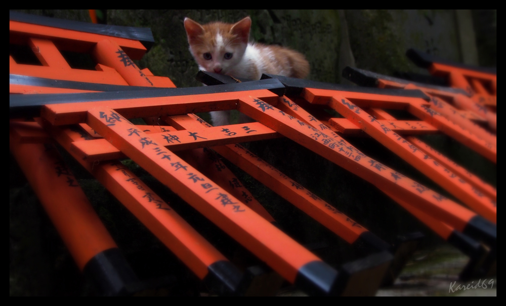 京の魔界 (=ΦｴΦ=)