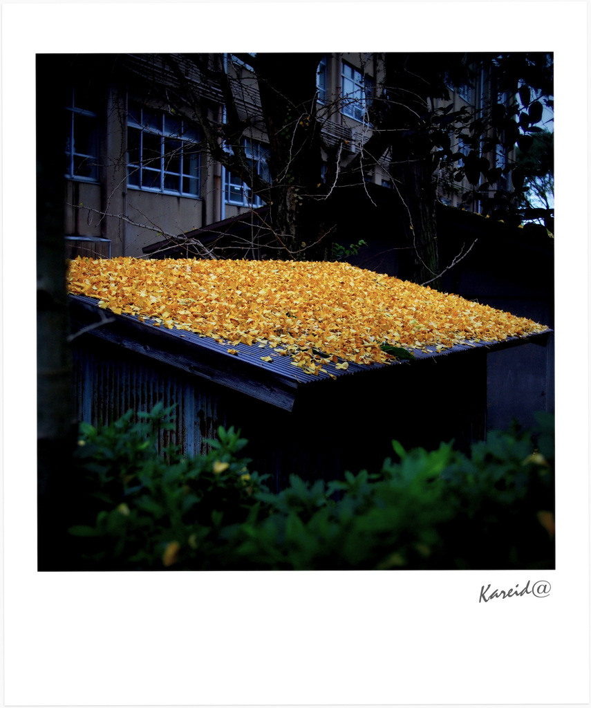 toit jaune