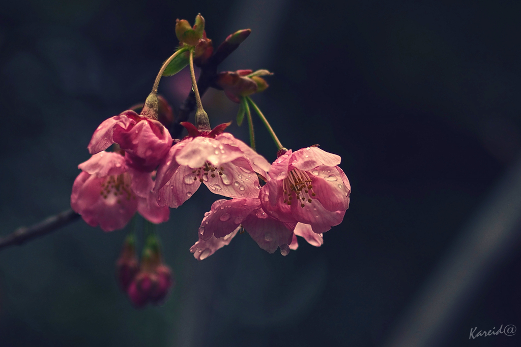 しがみつく雨垂れ