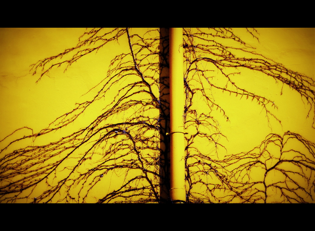 yellow magic