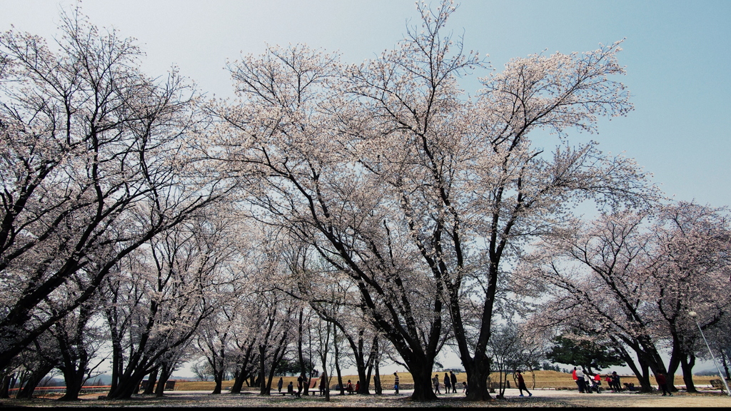 王宮里の桜