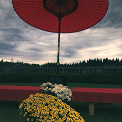 傘下の菊輪