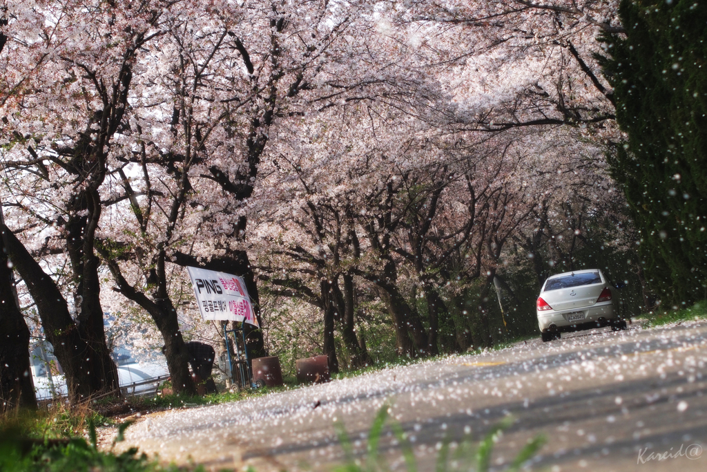 Pinkの輪舞