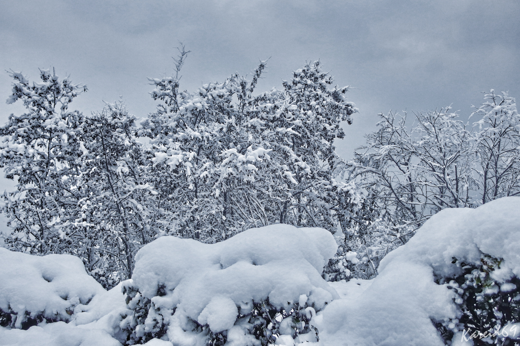 昨晩からの雪