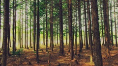 woods
