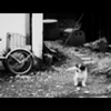 A Dogs Secret