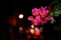 エキゾチックな花