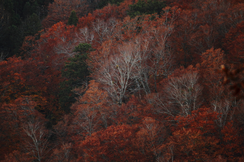 枯れる山