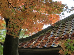 白岩寺の秋_3