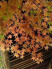 白岩寺の秋_1