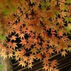 白岩寺の秋_1
