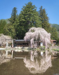 神社のさくら。