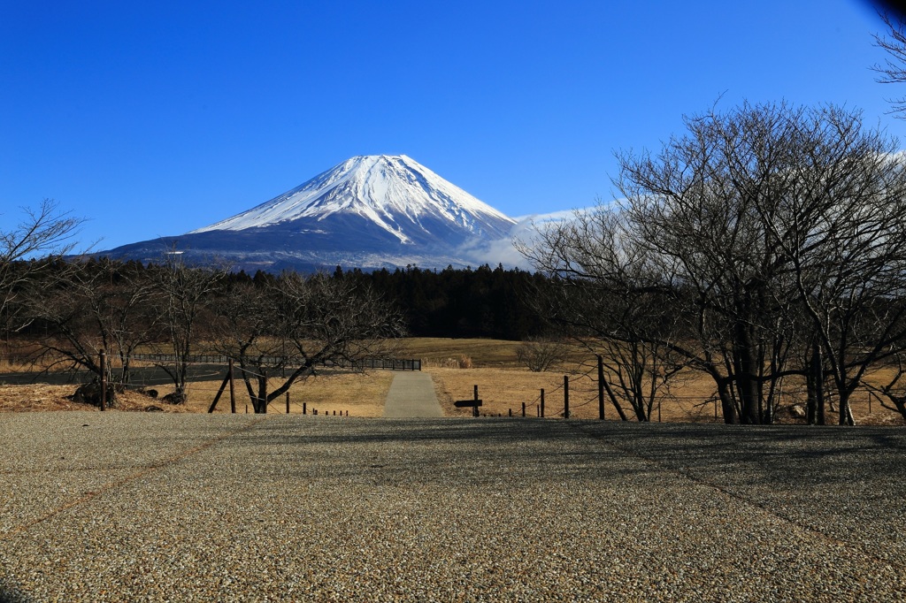 2015年初撮り　朝霧高原にて