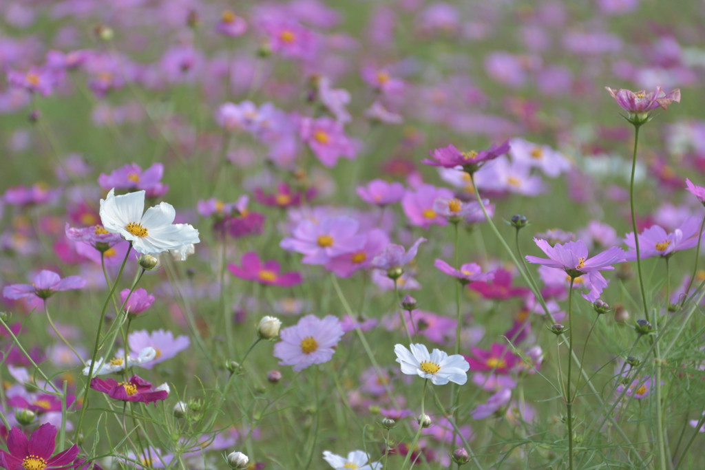 コスモス × 滝野すずらん公園